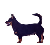 Lancashire Heeler Puppies for sale
