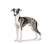 Italian Greyhound Puppies for sale