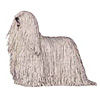 Komondor Puppies for sale