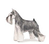 Miniature Schnauzer Puppies for sale