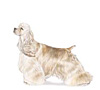 Cocker Spaniel Puppies for sale