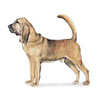 Bloodhound Puppies for sale