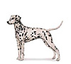Dalmatian Puppies for sale