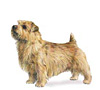 Norfolk Terrier Puppies for sale