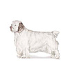 Clumber Spaniel Puppies for sale