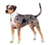 Catahoula Leopard Dog Puppies for sale