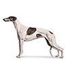 Greyhound Puppies for sale