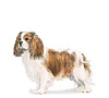 Cavalier King Charles Spaniel Puppies for sale