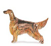 Irish Setter Puppies for sale