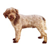Lagotto Romagnolo Puppies for sale