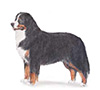 Bernese Mountain Dog Puppies for sale