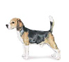 Beagle Puppies for sale