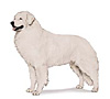 Kuvasz Puppies for sale