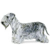 Cesky Terrier Puppies for sale