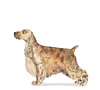 English Cocker Spaniel Puppies for sale