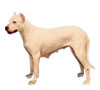 Argentine Dogo Puppies for sale