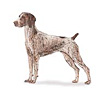 German Shorthaired Pointer Puppies for sale