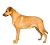 Chinook Puppies for sale