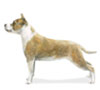 American Staffordshire Terrier Puppies for sale