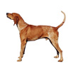 American English Coonhound Puppies for sale