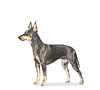 Manchester Terrier Puppies for sale
