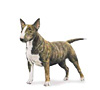 Miniature Bull Terrier Puppies for sale
