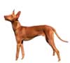 Cirneco dell Etna Puppies for sale