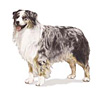 Australian Shepherd Puppies for sale