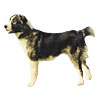 Central Asian Shepherd Dog Puppies for sale