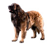 Leonberger Puppies for sale