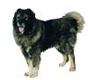 Caucasian Ovcharka Puppies for sale
