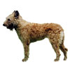 Belgian Laekenois Puppies for sale