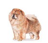 Chow Chow Puppies for sale