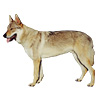 Czechoslovakian Vlcak Puppies for sale