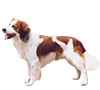 Kooikerhondje Puppies for sale
