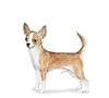 Chihuahua Puppies for sale