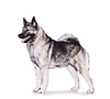 Norwegian Elkhound Puppies for sale