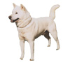 Kishu Ken Puppies for sale