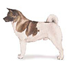 Akita Puppies for sale