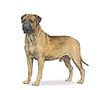 Bullmastiff Puppies for sale