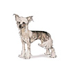 Chinese Crested Puppies for sale