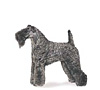 Kerry Blue Terrier Puppies for sale