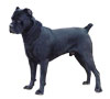 Cane Corso Puppies for sale