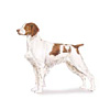 Brittany Puppies for sale