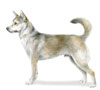 Norwegian Lundehund Puppies for sale