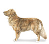 Nova Scotia Duck Tolling Retriever Puppies for sale