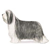 Bearded Collie Puppies for sale