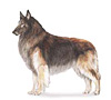 Belgian Tervuren Puppies for sale