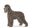 Irish Water Spaniel Puppies for sale
