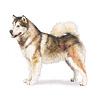 Alaskan Malamute Puppies for sale
